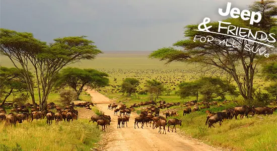 Jeep Tour Tansania & Serengeti