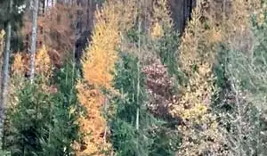 14.11.2021 - Indian Summer Westerwald