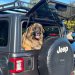 Jeep Experience
