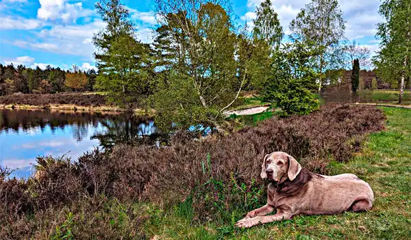 21.04.2024 - Lüneburger Heide Day