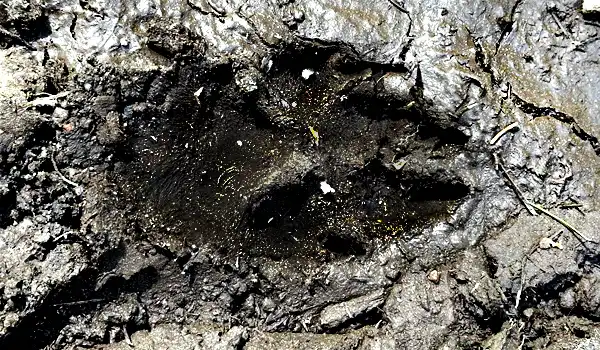 27.04.2024 - Wolf Safari