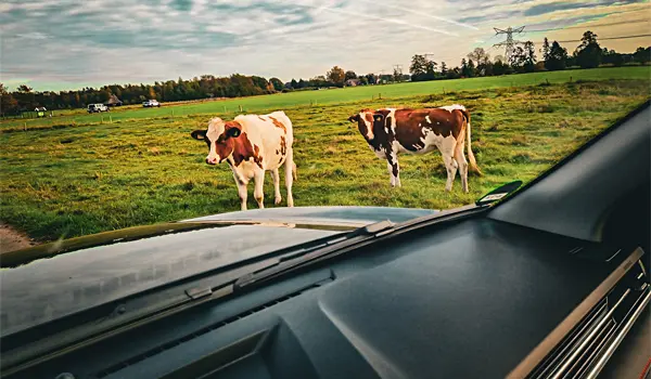 19.10.2025 - Heide und Dünen