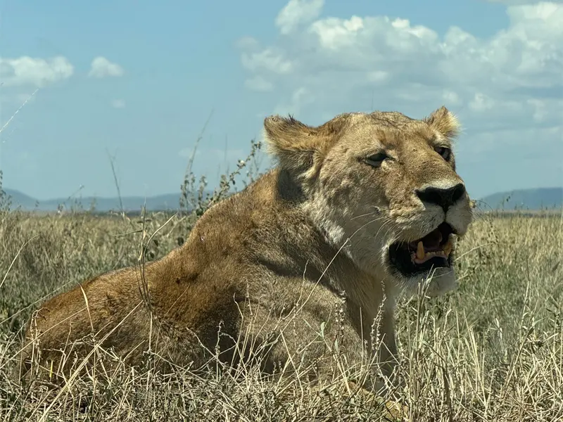 Ein Tiger in der Serengeti