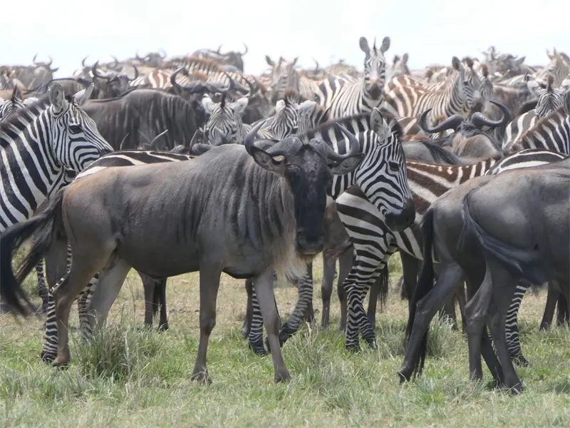 Zebras und ein Gnu in der Serengeti