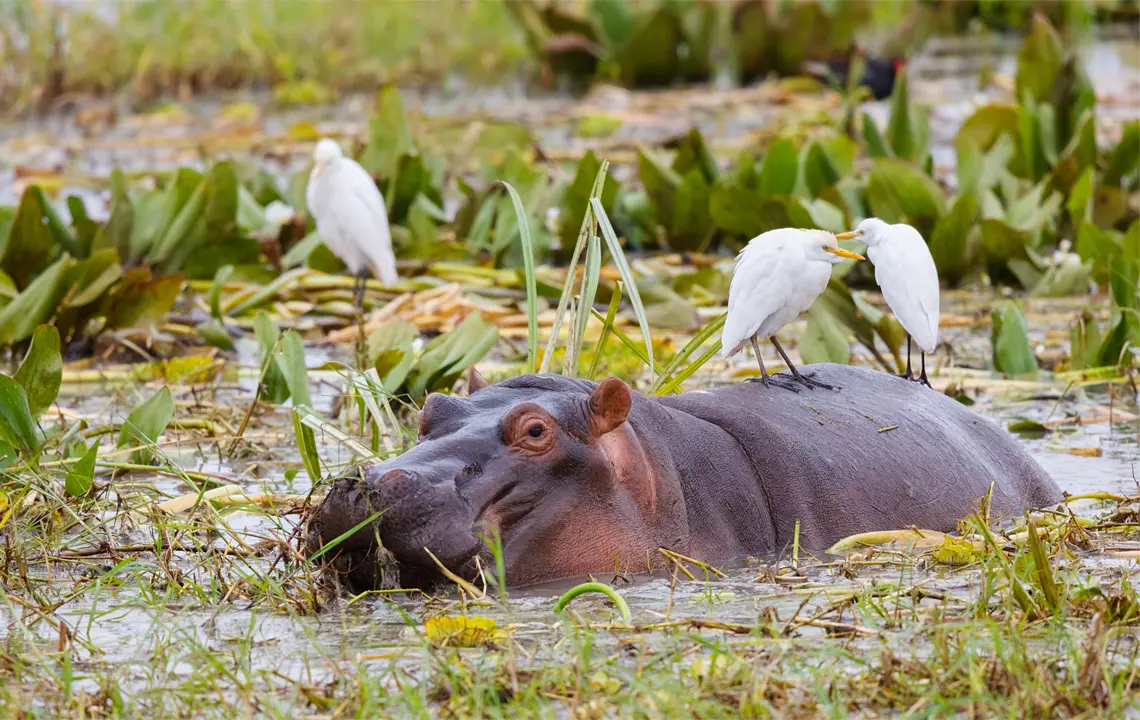 Den Tarangire Nationalpark mit dem Geländewagen (SUV) erkunden